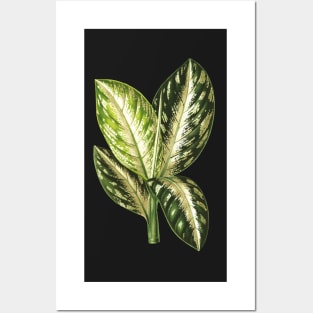 Dieffenbachia Wallisi - Lemaire Posters and Art